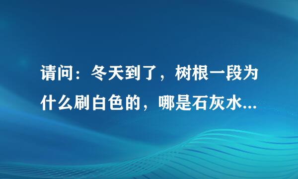 请问：冬天到了，树根一段为什么刷白色的，哪是石灰水还是油漆