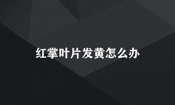 红掌叶片发黄怎么办