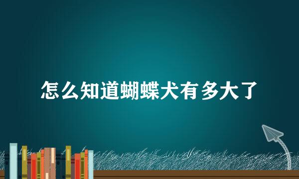 怎么知道蝴蝶犬有多大了