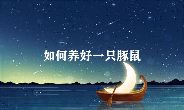 如何养好一只豚鼠