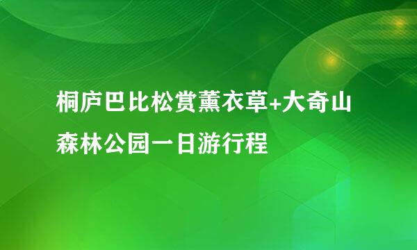桐庐巴比松赏薰衣草+大奇山森林公园一日游行程