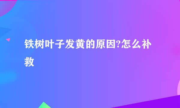 铁树叶子发黄的原因?怎么补救