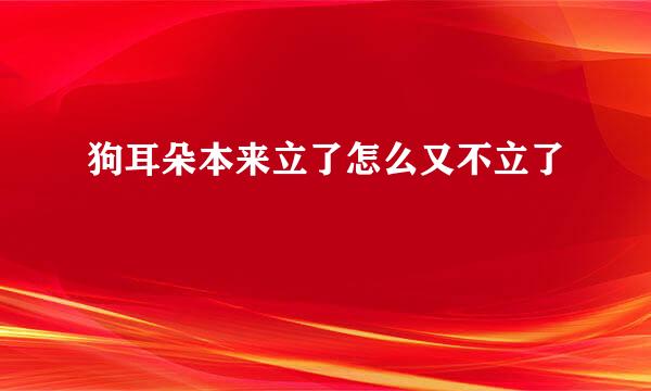 狗耳朵本来立了怎么又不立了