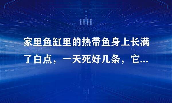 家里鱼缸里的热带鱼身上长满了白点，一天死好几条，它们到底得的什么病